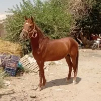 فروش اسب عرب