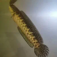 ماهی چانا گلدن کبری|ماهی|زنجان, |دیوار