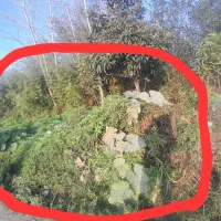 زمین شخصی واقع در شفت