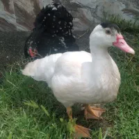 اردک اسرائیلی وجوجه مرغابی