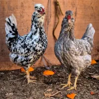 جوجه گلین اصل زیر مرغی