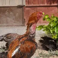 مرغ وخروس لاری