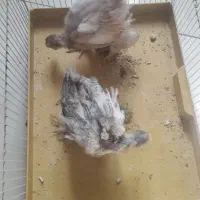 دو عدد جوجه نژاد برهما