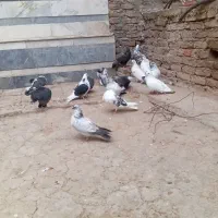 کبوتر پرشی فروشی 16عدد