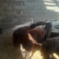 ۳تابز جوان|حیوانات مزرعه|خمینیشهر, |دیوار