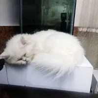 گربه پرشین.|گربه|گرگان, |دیوار