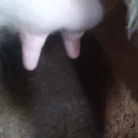 سمینتال شیری شکم اول ده روز مانده زایمان وزن ۵۵۰ ک|حیوانات مزرعه|لوندویل, |دیوار