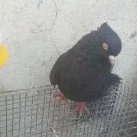 کبوتر|پرنده|مسجد سلیمان, |دیوار