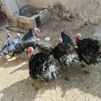 بوقلمون نر|حیوانات مزرعه|مرودشت, محمد آباد|دیوار