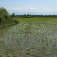 طارم اورگانیک