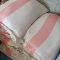 شالی بذری درجه یک فجر