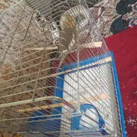 عروس هلندی مرواریدی|پرنده|بندر ماهشهر, |دیوار