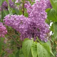 نهال گلدانی یاس بنفش(میخک) انواع میوه و گل