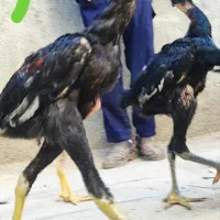 لاری اوشامو