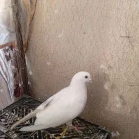 کفتر نر خوب عالی