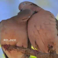 وام ازدواج اماده ضامن خریدارم