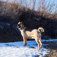 سگ سرابی سگ|سگ|شهریار, رزکان|دیوار