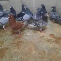 20عددپلاکی 1ساعت پیگودرمسجدسلیمان|پرنده|مسجد سلیمان, |دیوار