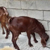 بز ماه با نر|حیوانات مزرعه|بندر ماهشهر, |دیوار