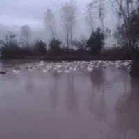 اردک فروشی فقط نرزنده