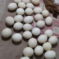 تخم شترمرغ خالی نشده