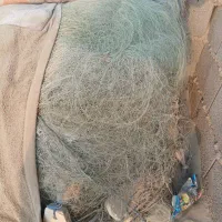 تورحلواه سیاه