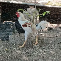 خروس لاری جوان