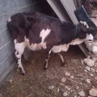 گوساله ماده چاق و‌سرحال