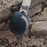 سبز نردم سفید اصفهانی|پرنده|نجفآباد, کشاورز|دیوار