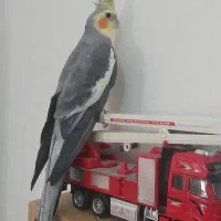 عروس هلندی بالغ نر