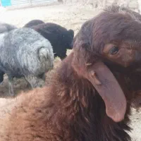 گوسفندزنده بره میش بز|حیوانات مزرعه|پاکدشت, پاکدشت (مامازند)|دیوار