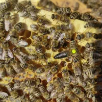 فروش کلونی و کندوی زنبور عسل وانواع ملکه|حیوانات مزرعه|تهران, والفجر (افسریه)|دیوار