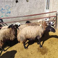 گوسفند کوهستانی هم موجود داریم