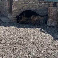 سگ ژرمن شپرد