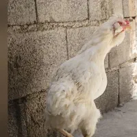 مرغ گلین تخم گزار
