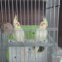 عروس هلندی|پرنده|قم, بنیاد|دیوار