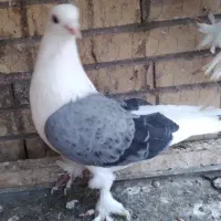 پشت سبز