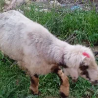 قوچ همو و ترکی