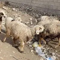 شیشک و میش بره دار و آبستن گلون|حیوانات مزرعه|جره و بالاده, |دیوار