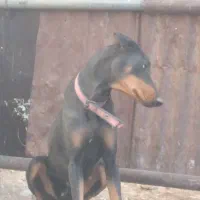 سگ دوبرمن|سگ|رونیز, |دیوار