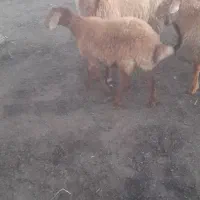 اصلاندوز  مغان|حیوانات مزرعه|بران, |دیوار