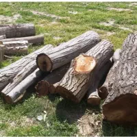 خرید انواع درخت و چوب