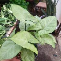 فروش گل و گیاه زینتی و آپارتمانی|گل و گیاه طبیعی|بیرجند, |دیوار