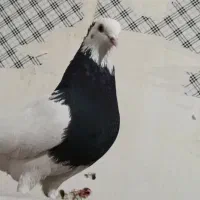 پنشتا کفتر هوایی