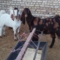 یک کولار پاکستانی اصل یک ساله آبستن بادوتا بزغاله