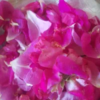 گل محمدی تازه  فوری