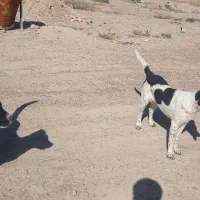 سگ گله ای