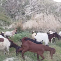 فروش بز نجدی
