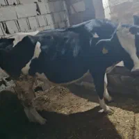 گاو|حیوانات مزرعه|نمین, |دیوار