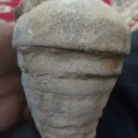 فسیل میلیون ها سال دست من هست ویک جوقن